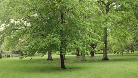 Fresh Spring rains in the park Stock-Footage 221025660