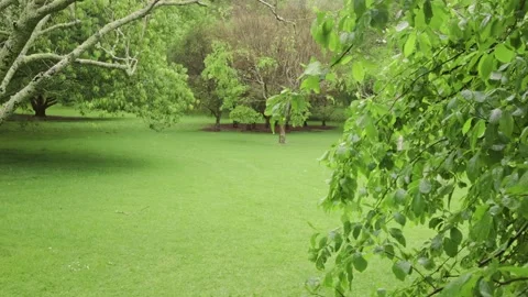 Fresh Spring rains in the park Vidéo 221025718