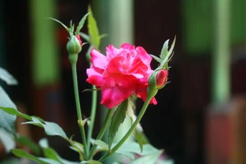 Fresh spring red roses background Foto stock