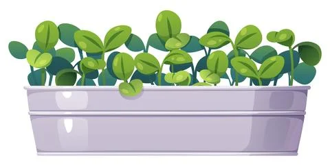 Fresh Spring Seedlings Growing in Planter Box. Young Green Plants Sprouting f Stock Illustration