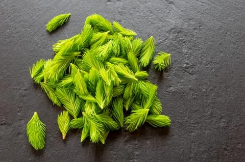 Fresh spring spruce tips on a slate board ready for the kitchen Stock Photos