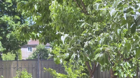 Fresh Spring Tree Canopy Moves in Sunlight Stock Footage 348087897