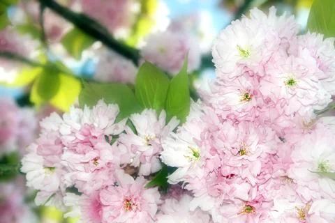 Fresh, spring tree cherry blossoms Stock Photos