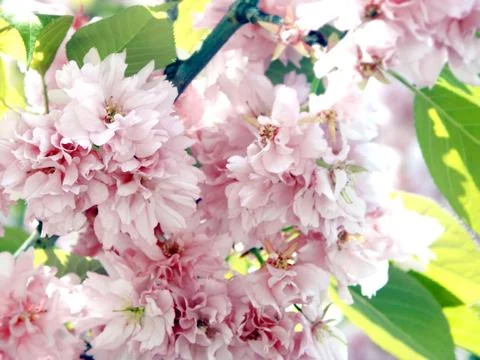 Fresh, spring tree cherry blossoms Stock Photos