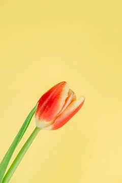 Fresh spring tulip. Stock Photos