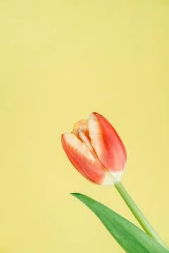 Fresh spring tulip. Stock Photos