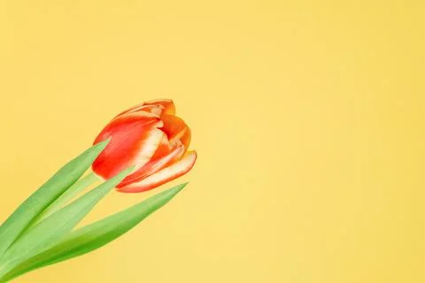 Fresh spring tulip. Stock Photos