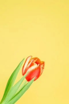 Fresh spring tulip. Foto stock