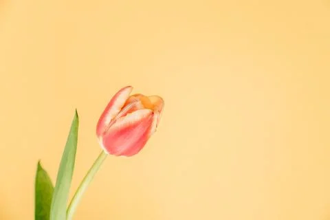 Fresh spring tulip. Foto stock