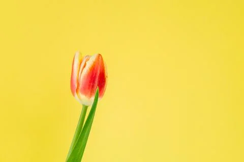 Fresh spring tulip. Stock Photos