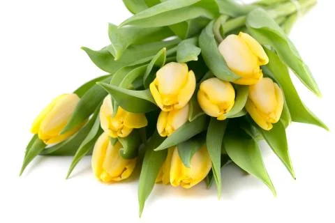 Fresh spring tulips Foto stock