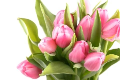Fresh spring tulips Foto stock
