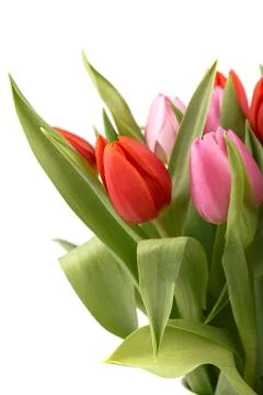 Fresh spring tulips Foto stock