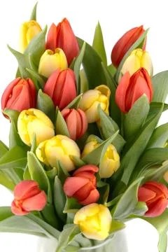 Fresh spring tulips Stock Photos