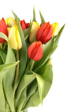 Fresh spring tulips Foto stock