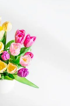 Fresh spring tulips. Stock Photos