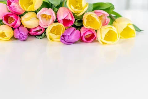 Fresh spring tulips. Stock Photos