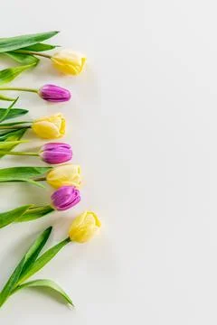 Fresh spring tulips. Stock Photos