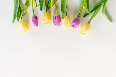 Fresh spring tulips. Stock Photos