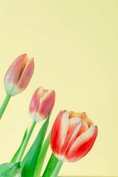 Fresh spring tulips. Stock Photos