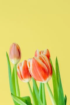 Fresh spring tulips. Stock Photos