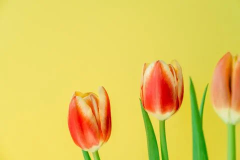 Fresh spring tulips. Stock Photos