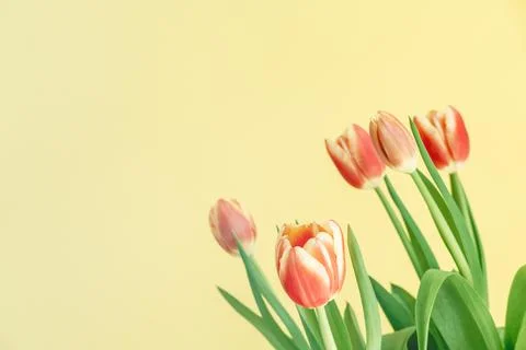 Fresh spring tulips. Stock Photos