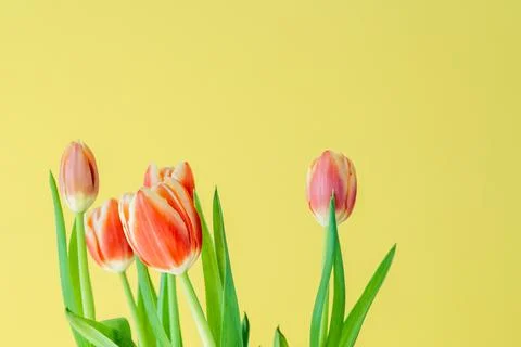 Fresh spring tulips. Foto stock