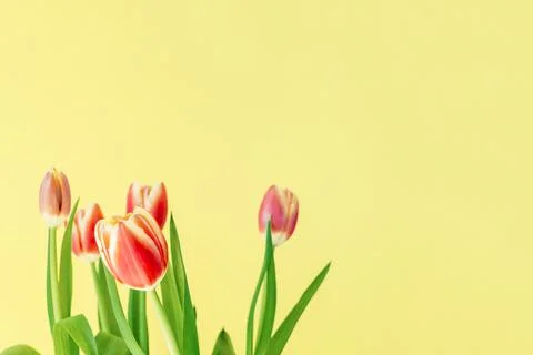 Fresh spring tulips. Stock Photos