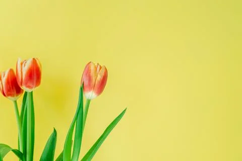 Fresh spring tulips. Foto stock