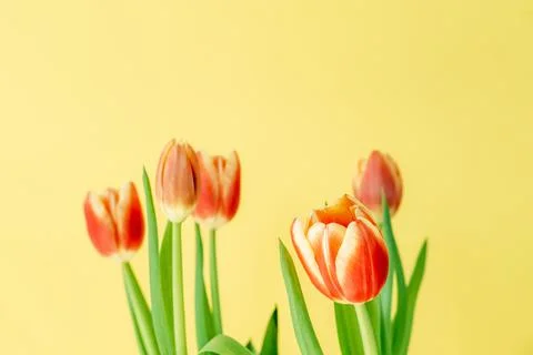 Fresh spring tulips. Stock Photos