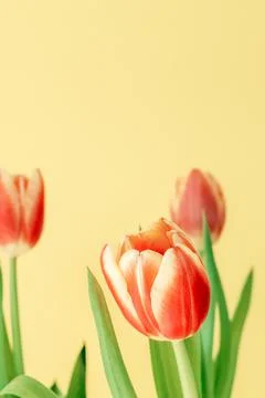 Fresh spring tulips. Stock Photos