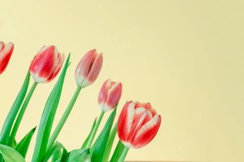 Fresh spring tulips. Stock Photos
