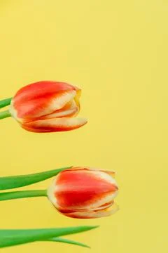 Fresh spring tulips. Stock Photos