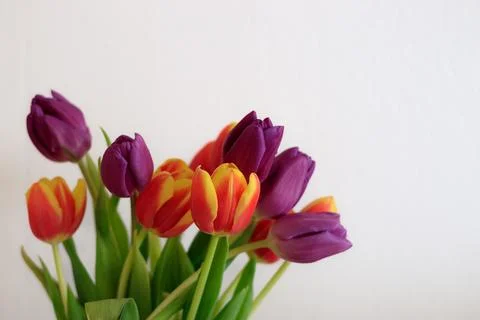Fresh spring tulips. Stock Photos