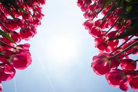 Fresh spring tulips with sky Free Stock Photos