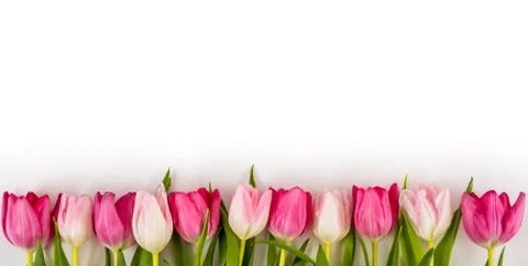 Fresh spring tulips on white Stock Photos