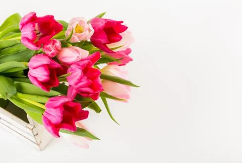Fresh spring tulips on white Stock Photos