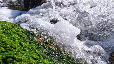 Fresh spring water flows over shell limestone stones colonized by green alg.. Stock Footage 330365798
