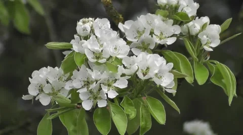 Fresh spring White Pair Tree Blossoms Close up Stock-Footage 50307056