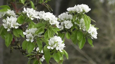 Fresh Spring White Pear Tree Blossom in English Orchard Stock-Footage 50307106