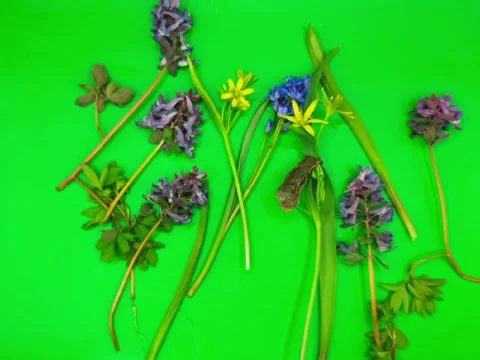 Fresh spring wildflowers Stock Footage 331603252