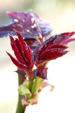 Fresh springing dark red Leafs Stock Photos