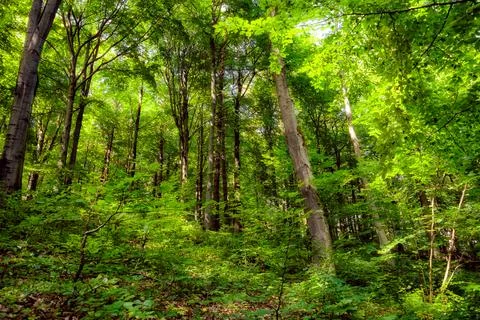 Fresh springtime beech forest Stock Photos