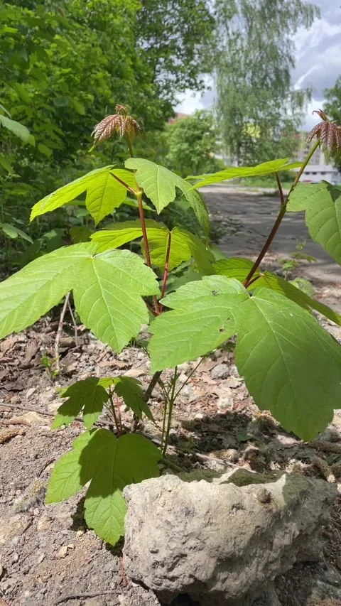 Fresh springtime growth beside rugged urban ground and trees Stock Footage 335354838