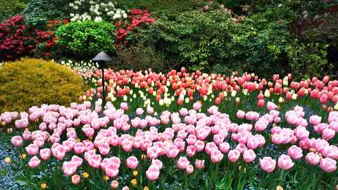 Fresh Springtime Tulips. Stock Photos