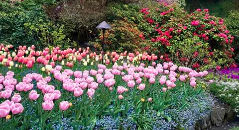 Fresh Springtime Tulips. Stock Photos