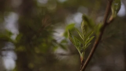 Fresh sprout and pine branch 動画素材 75751977
