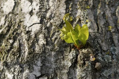 Fresh sprout growing on a bark tree Stock Photos