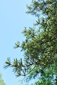 Fresh sprout of pine tree close-up. Stock Photos